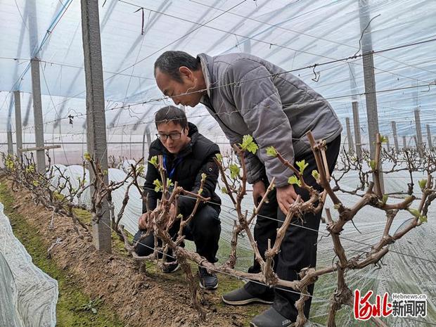 【新春走基層】河北饒陽：貧困戶成了葡萄種植土專家