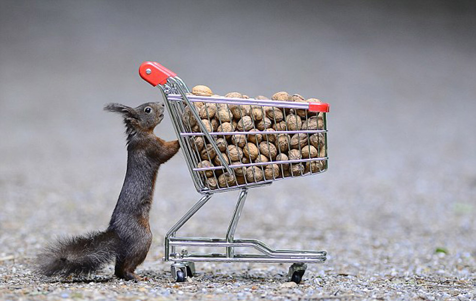 这只松鼠正将装满坚果的推车推回家里,看起来它好像正为漫长的冬季做准备。