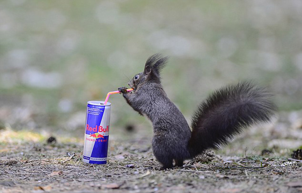这只好奇的松鼠正在喝红牛饮料。