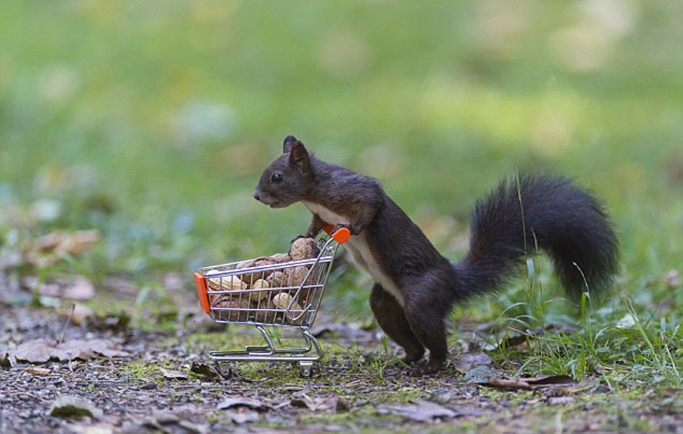 沃克静静地等候松树们使用道具,他希望可以借机拍摄到完美照片。