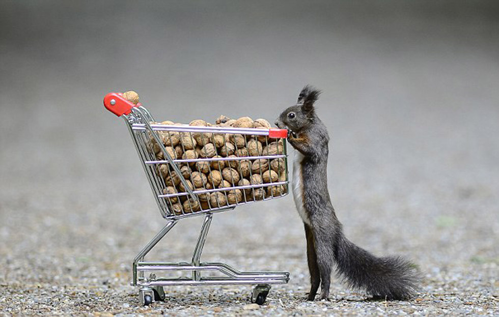 沃克称,自己原本是因为无聊才逗弄松鼠,但最终拍摄的照片很受人们欢迎。