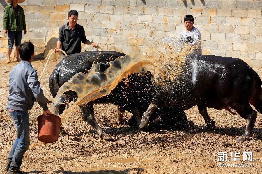 11月3日，在广西柳州市融安县大良镇新寨村，一名男子为正在打斗的公牛浇水降温。