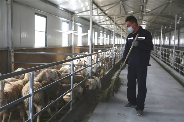 【加急】“榆陽湖羊”建設産能2020年有望突破50萬隻