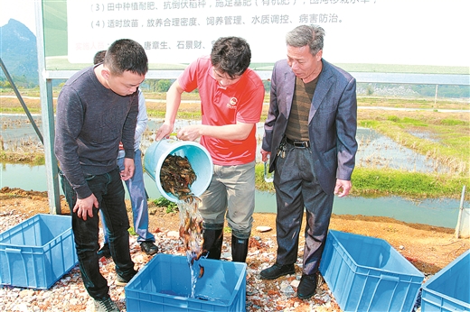 來賓市採取“市場+龍頭企業+合作組織+農戶+基地”模式養殖小龍蝦