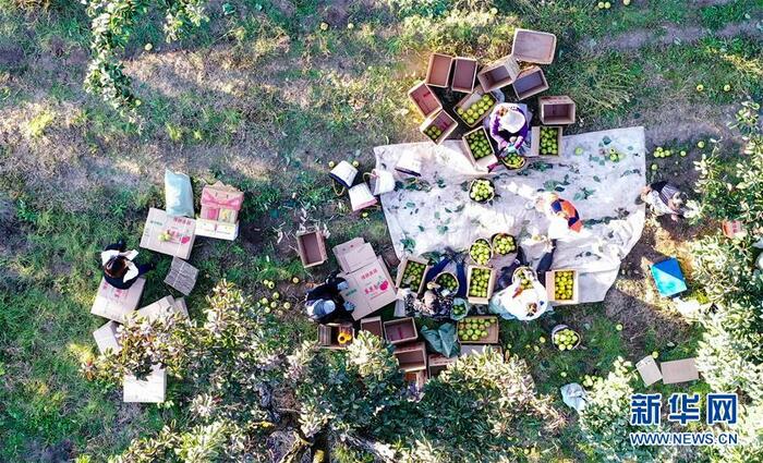 연변은 지금 사과배 수확의 계절_fororder_延边3