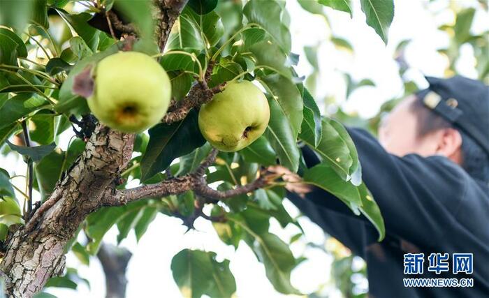 연변은 지금 사과배 수확의 계절_fororder_延边2