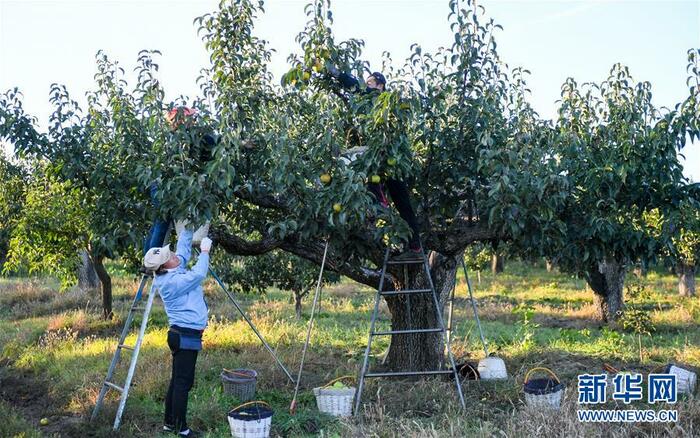 연변은 지금 사과배 수확의 계절_fororder_延边5