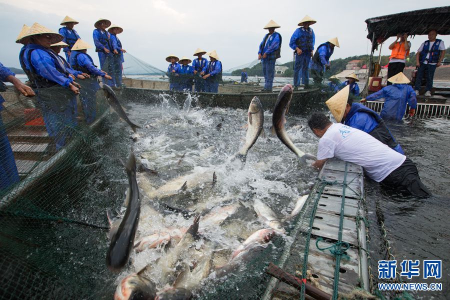 【城市遠洋】河南信陽：魚躍歡騰唱響豐收之歌