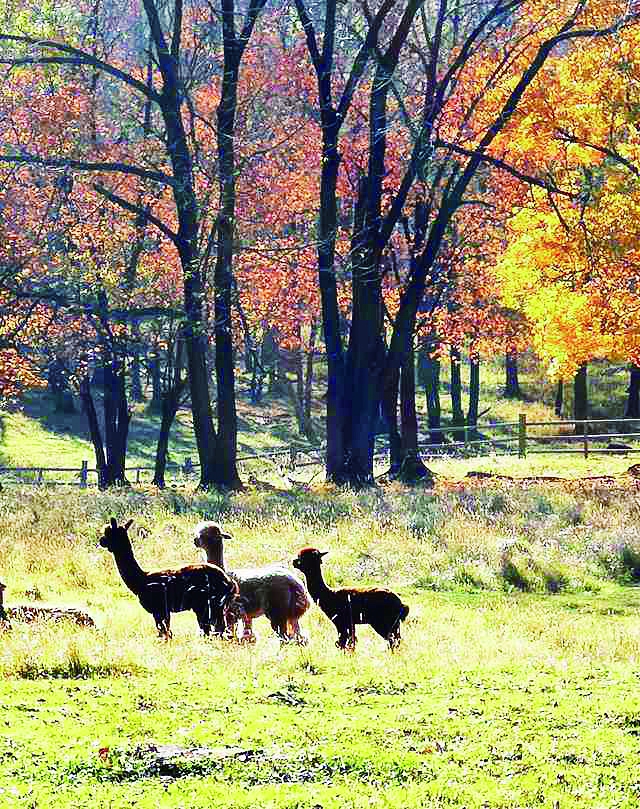 “十一”最特别的赏秋方式： 到神鹿山随梅花鹿的脚步乐赏五花山色