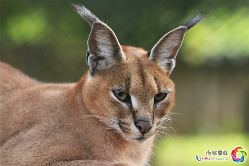 动物世界-非洲猞猁。 (王新俊 摄)
