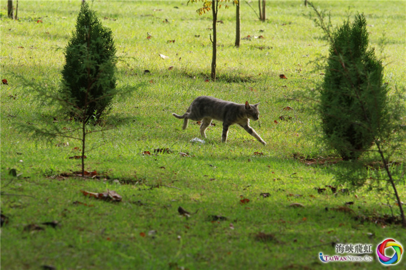 动物世界-夜猫。 (王新俊 摄)