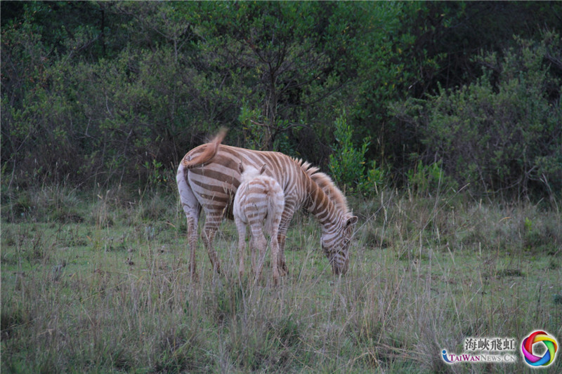 动物世界-白斑马。 (王新俊 摄)