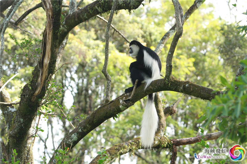 动物世界-白尾猴。 (王新俊 摄)