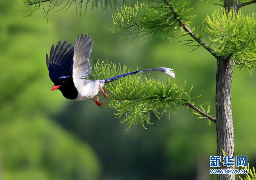 नीलकण्ड_fororder_2