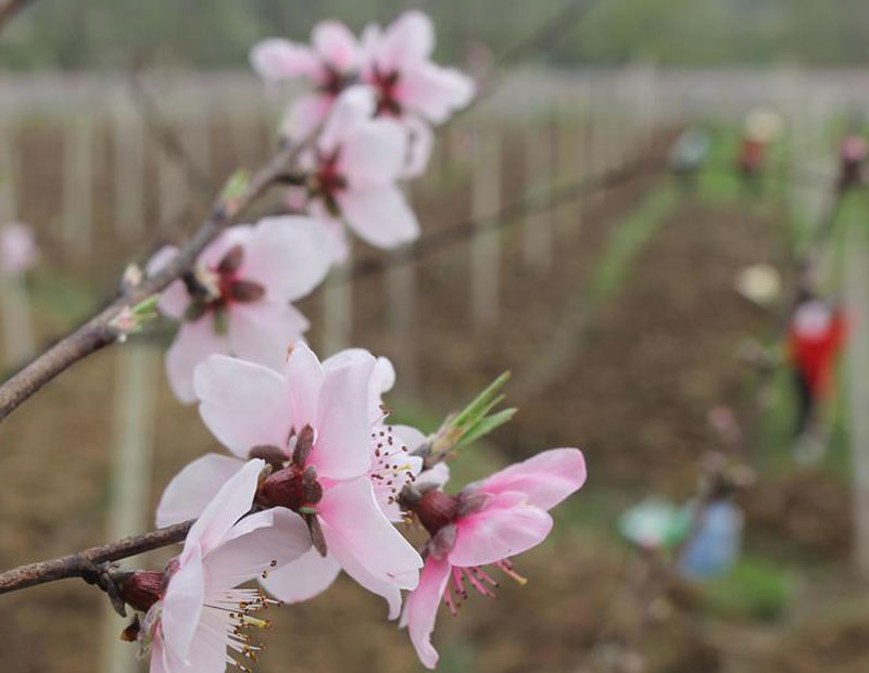 图片默认标题_fororder_20190315-chunji-3