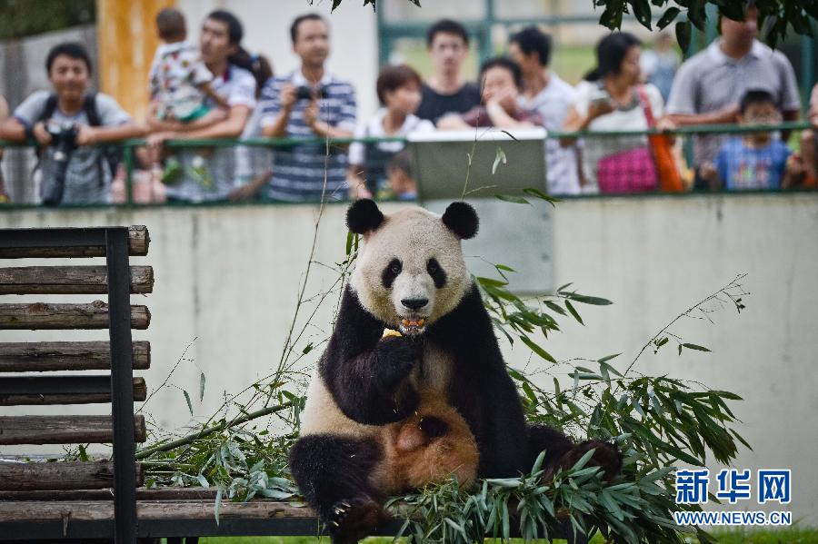 9月8日，安徽省合肥市野生動物園的大熊貓亮亮在享用“月餅”。當(dāng)日是中秋節(jié)，安徽省合肥市野生動物園的工作人員針對不同動物的食性和口味，“私人訂制”美味又營養(yǎng)的“月餅”供動物享用。 新華社記者 張端攝