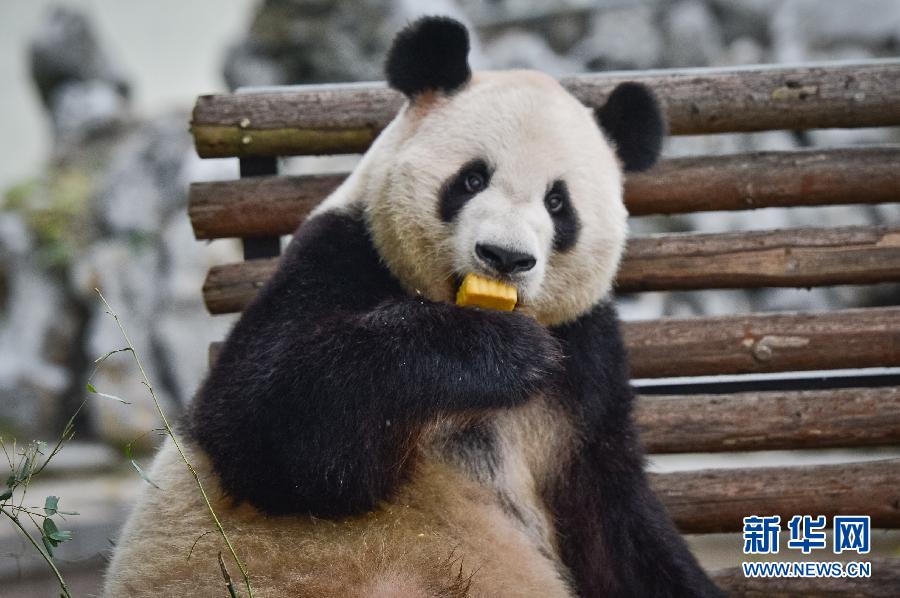 9月8日，安徽省合肥市野生動物園的大熊貓亮亮在享用“月餅”。當日是中秋節(jié)，安徽省合肥市野生動物園的工作人員針對不同動物的食性和口味，“私人訂制”美味又營養(yǎng)的“月餅”供動物享用。 新華社記者 張端攝