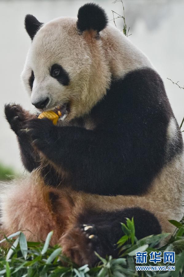  9月8日，安徽省合肥市野生動物園的大熊貓亮亮在享用“月餅”。當(dāng)日是中秋節(jié)，安徽省合肥市野生動物園的工作人員針對不同動物的食性和口味，“私人訂制”美味又營養(yǎng)的“月餅”供動物享用。 新華社記者 張端攝