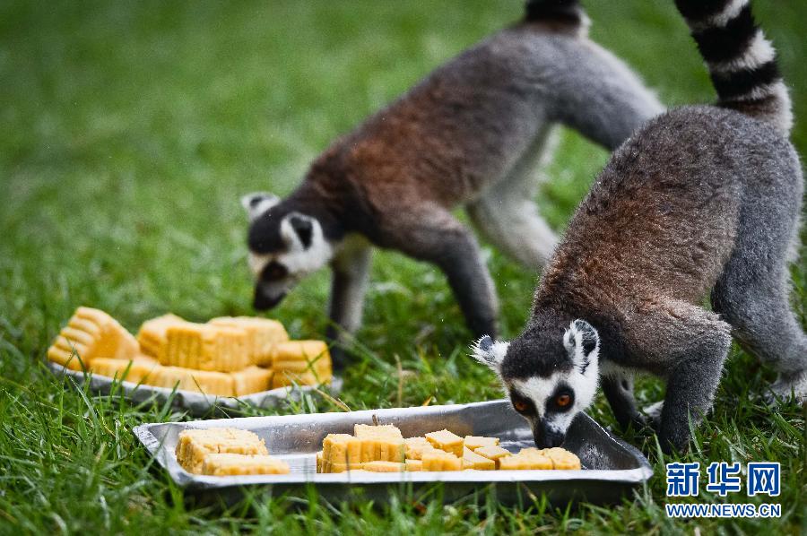 9月8日，安徽省合肥市野生動物園的環(huán)尾狐猴在享用“月餅”。當日是中秋節(jié)，安徽省合肥市野生動物園的工作人員針對不同動物的食性和口味，“私人訂制”美味又營養(yǎng)的“月餅”供動物享用。 新華社記者 張端攝