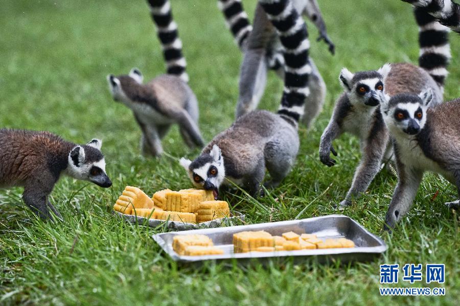 9月8日，安徽省合肥市野生動物園的環(huán)尾狐猴在享用“月餅”。當日是中秋節(jié)，安徽省合肥市野生動物園的工作人員針對不同動物的食性和口味，“私人訂制”美味又營養(yǎng)的“月餅”供動物享用。 新華社記者 張端攝