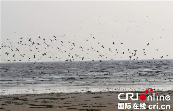 鳥浪奇觀成“生態名片” 營口為候鳥打造宜居樂園