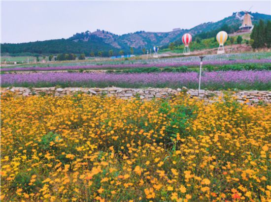 22萬餘平方米！濟南新建11處精品花海景觀