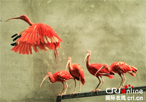 “十·一”到瀋陽鳥島 遊客可與多批鳥類“新居民”見面