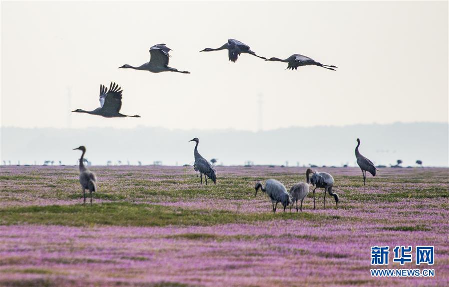 这是11月14日在江西鄱阳湖都昌湿地拍摄的灰鹤。  新华社发（傅建斌 摄）