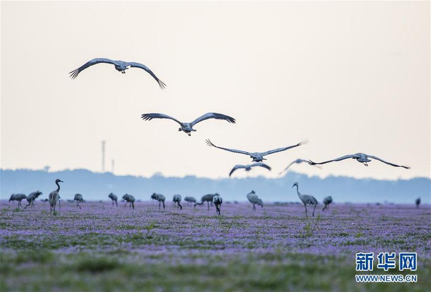 这是11月14日在江西鄱阳湖都昌湿地拍摄的灰鹤。新华社发（傅建斌 摄）