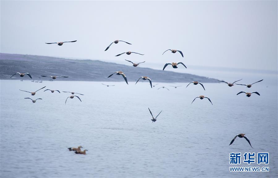 这是11月9日在江西鄱阳湖都昌湿地拍摄的一群赤麻鸭。 新华社发（傅建斌 摄）