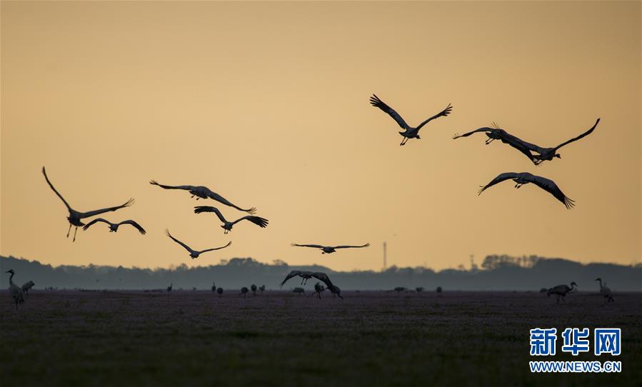 这是11月14日在江西鄱阳湖都昌湿地拍摄的候鸟。  新华社发（傅建斌 摄）