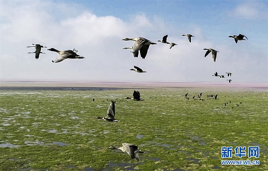 11月9日，一群候鸟从江西鄱阳湖都昌湿地上空飞过（无人机拍摄）。 新华社发（傅建斌 摄）