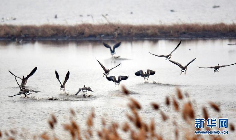 遼寧康平：臥龍湖濕地迎來大批候鳥