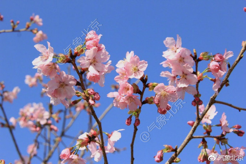 2019年北京城區第一朵櫻花將在3月18日左右開放