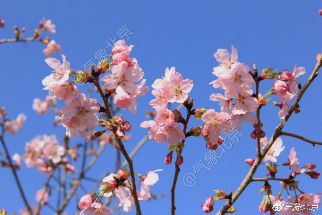 2019年北京城区第一朵樱花将在3月18日左右开放