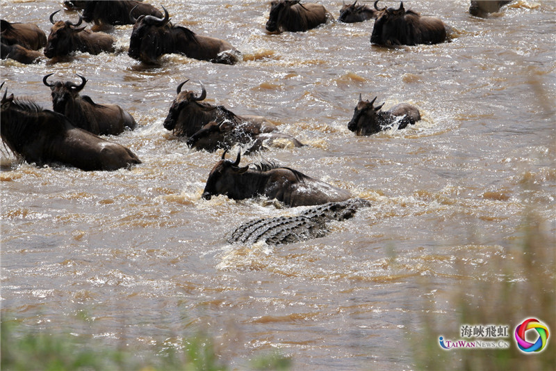 “鳄杀” (王新俊 摄)