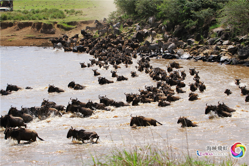 渡河 (王新俊 摄)