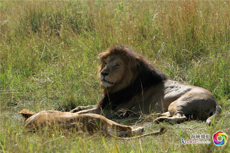 恩爱 (王新俊 摄)