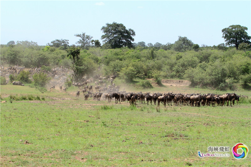 迁徙 (王新俊 摄)