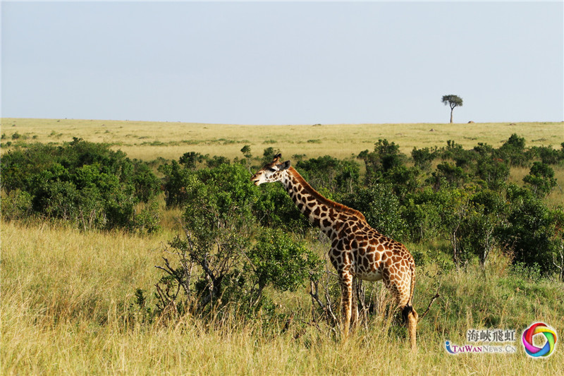悠然 (王新俊 摄)
