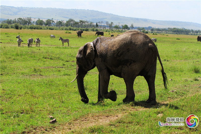 漫步 (王新俊 摄)