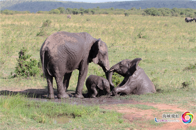 天伦 (王新俊 摄)