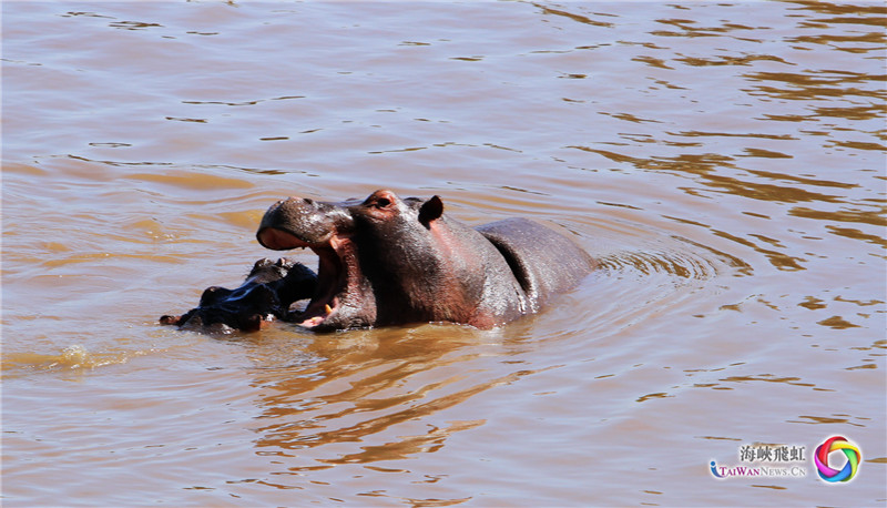 嬉戏 (王新俊 摄)