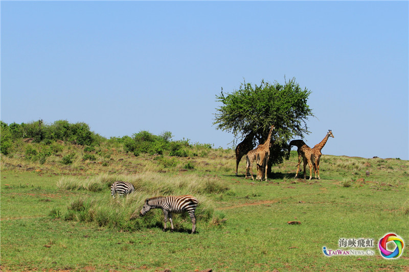 和谐 (王新俊 摄)