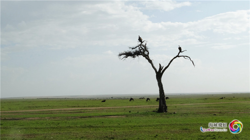 等待 (王新俊 摄)