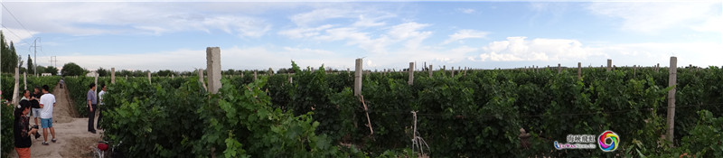 新疆的葡萄园和葡萄酒庄全景