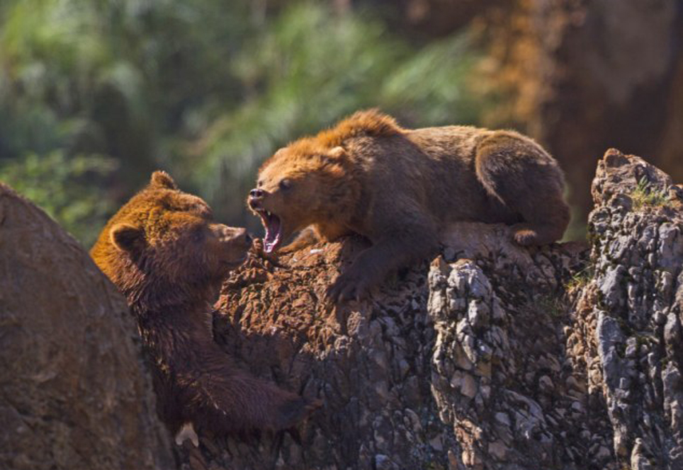 在西班牙国家公园内,一只母棕熊冲着一只公熊大发脾气。