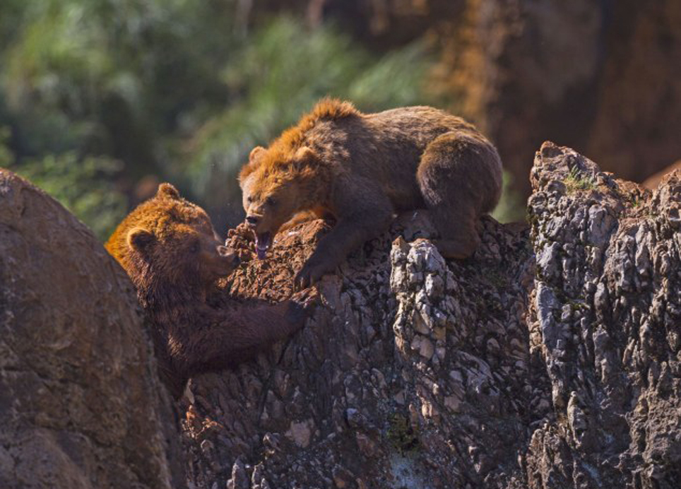 摄影师记录下棕熊夫妇发生争执的全过程。