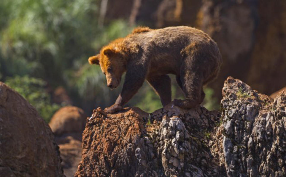 将公熊吓走,母熊看上去非常满意。