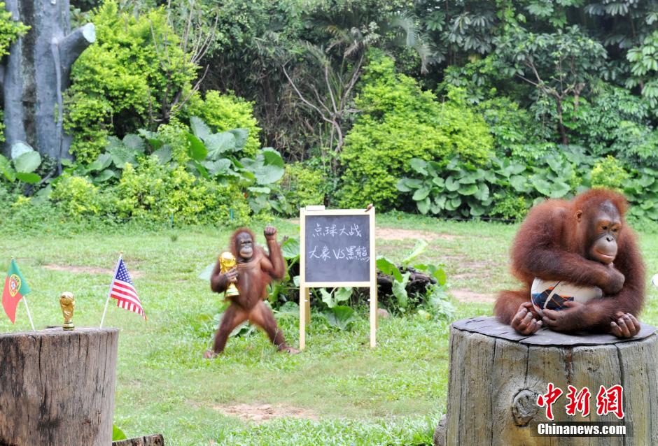 6月22日，廣州長隆野生動物世界上演一場“動物世界杯”狂歡派對，大象點球黑熊守門，而大猩猩則爭做“預(yù)測帝”，預(yù)測23日凌晨開展的葡美大戰(zhàn)，動物們的表演為游客帶來不少笑聲。中新社發(fā) 劉衛(wèi)勇 攝